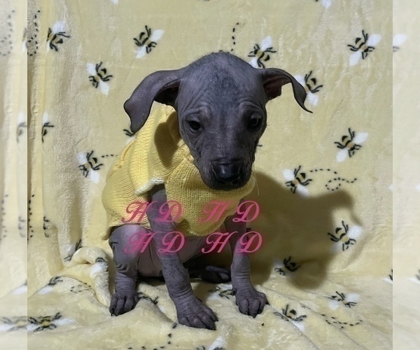Medium Photo #2 Xoloitzcuintli (Mexican Hairless) Puppy For Sale in BRIDGEVILLE, CA, USA