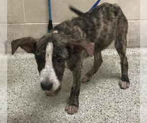 Labrador Retriever Dogs for adoption in Conroe, TX, USA