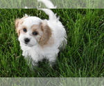 Small #3 Cavachon