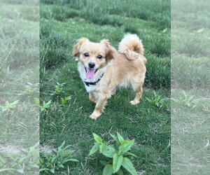 Chiranian Dogs for adoption in Forest, VA, USA