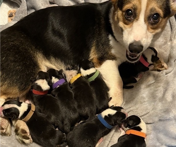Medium Photo #1 Pembroke Welsh Corgi Puppy For Sale in INDEPENDENCE, MO, USA