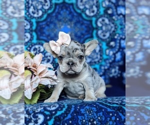 French Bulldog Puppy for sale in QUARRYVILLE, PA, USA
