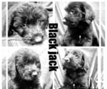 Puppy 3 Labradoodle-Sheepadoodle Mix