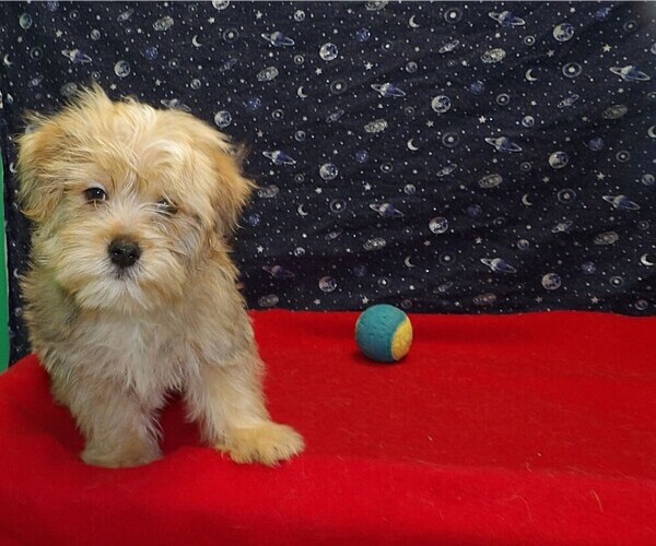 Medium Photo #2 Morkie Puppy For Sale in PATERSON, NJ, USA