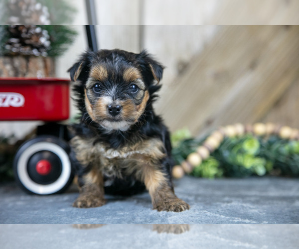 Medium Photo #6 Yorkshire Terrier Puppy For Sale in GREENWICH, OH, USA