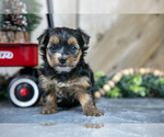 Small #1 Yorkshire Terrier