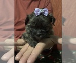 Puppy Purple  bow Yorkshire Terrier