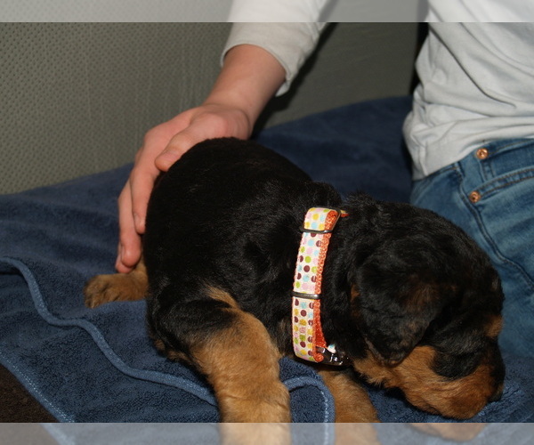Medium Photo #7 Airedale Terrier Puppy For Sale in CHARLESTOWN, IN, USA