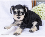 Puppy Fern Schnauzer (Miniature)