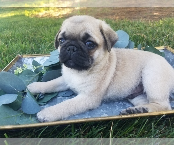 Medium Photo #1 Pug Puppy For Sale in STACYVILLE, IA, USA