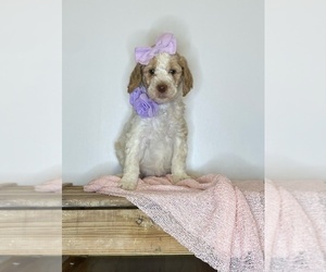 Goldendoodle Puppy for sale in SHERMAN, TX, USA