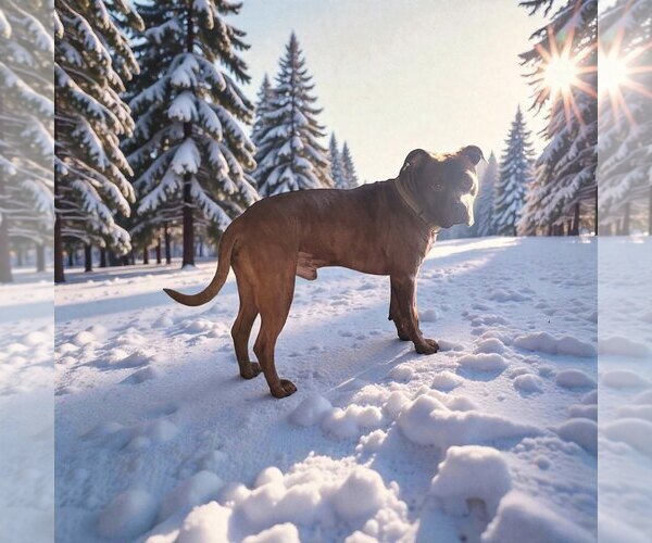 Medium Photo #2 American Pit Bull Terrier Puppy For Sale in MIDWAY, UT, USA