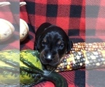 Small Photo #17 Doberman Pinscher Puppy For Sale in WESTON, WI, USA