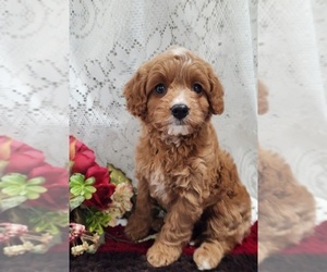 Cavapoo-Poodle (Miniature) Mix Puppy for sale in GREENWOOD, WI, USA