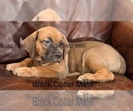 Small #1 Cane Corso