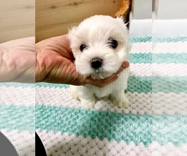 Medium Photo #2 Maltese Puppy For Sale in MUSCATINE, IA, USA