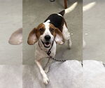 Small Beagle