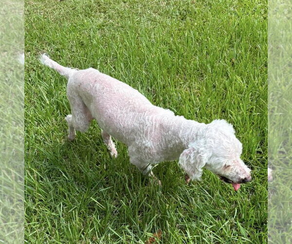 Medium Photo #6 Poodle (Miniature) Puppy For Sale in Spring Lake, NC, USA