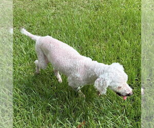 Marlin - Male Poodle (Miniature) Dog for Adoption - Photo #6