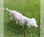Small #5 Poodle (Miniature)