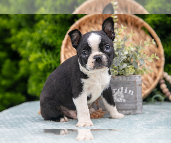 Medium Photo #11 Boston Terrier Puppy For Sale in HARLAN, IN, USA