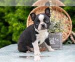Small Photo #11 Boston Terrier Puppy For Sale in HARLAN, IN, USA