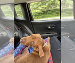 Small #7 Vizsla Mix