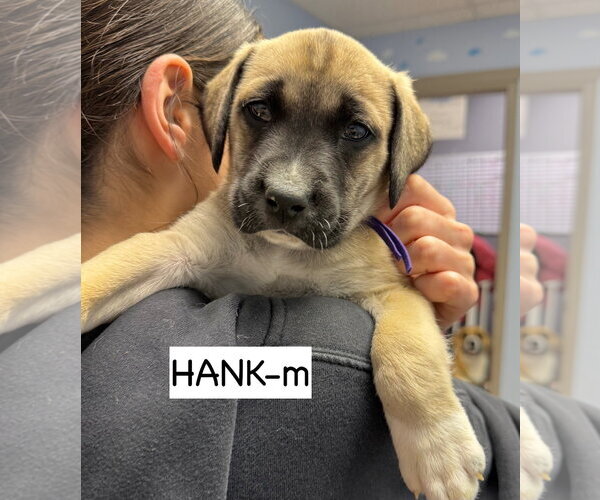 Medium Photo #3 Anatolian Shepherd Puppy For Sale in GILBERTS, IL, USA