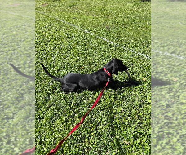 Medium Photo #7 Mutt Puppy For Sale in Minneapolis, MN, USA