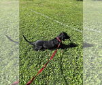 Small #6 Mutt