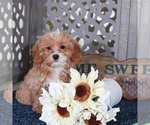 Small #2 Shih-Poo