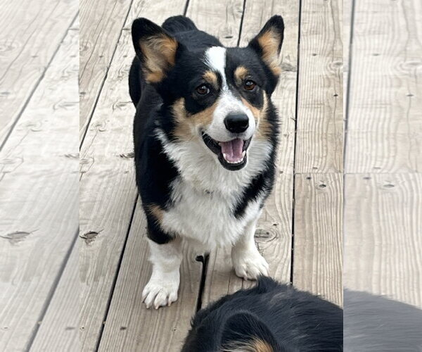 Medium Photo #3 Mutt Puppy For Sale in Denver , CO, USA