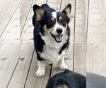 Small #2 Mutt