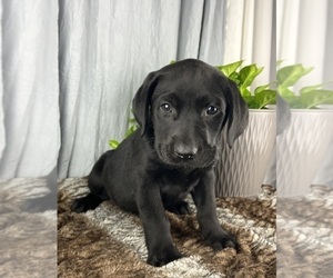 Labrador Retriever Puppy for sale in GREENWOOD, IN, USA