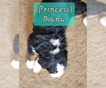 Small #1 Bernese Mountain Dog
