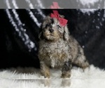 Small Photo #35 Poodle (Miniature) Puppy For Sale in WARSAW, IN, USA