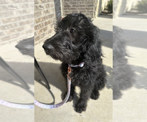 Medium Photo #7 Goldendoodle Puppy For Sale in MELISSA, TX, USA