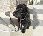 Small Photo #7 Goldendoodle Puppy For Sale in MELISSA, TX, USA