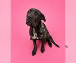 Small Mutt