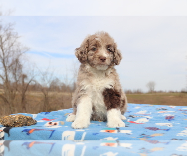 Medium Photo #2 Aussiedoodle Puppy For Sale in UNION CITY, TN, USA
