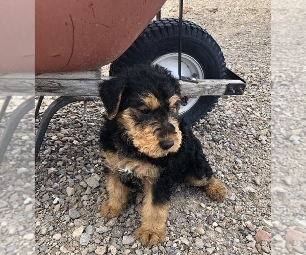 Medium Photo #2 Airedale Terrier Puppy For Sale in KIMBERLY, ID, USA