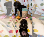 Small Photo #1 Goldendoodle-Sheepadoodle Mix Puppy For Sale in SAN ANTONIO, TX, USA