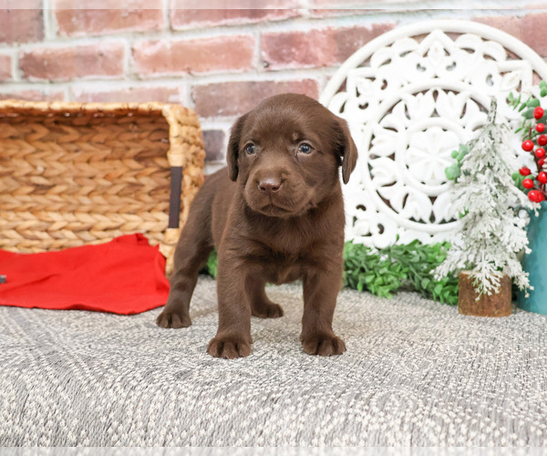 Medium Photo #2 Labrador Retriever Puppy For Sale in SYRACUSE, IN, USA