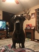 Small Photo #3 Great Dane Puppy For Sale in WEIRTON, WV, USA