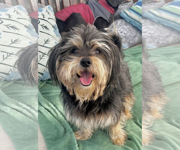 Medium Photo #2 Cairnese Puppy For Sale in Newport Beach, CA, USA