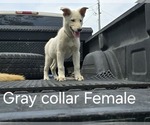 Puppy Lola German Shepherd Dog