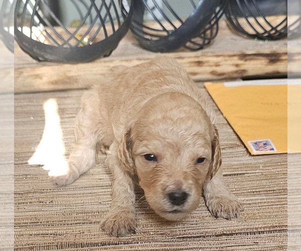 Medium Photo #2 Poodle (Standard) Puppy For Sale in MILWAUKEE, WI, USA