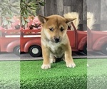 Small #2 Shiba Inu