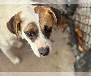 Mutt Dogs for adoption in Tulsa, OK, USA