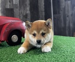 Small #2 Shiba Inu